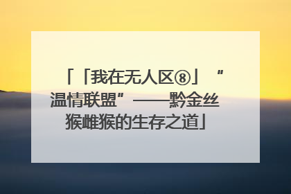 「我在无人区⑧」“温情联盟”——黔金丝猴雌猴的生存之道