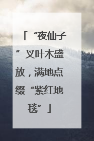 “夜仙子”叉叶木盛放，满地点缀“紫红地毯”