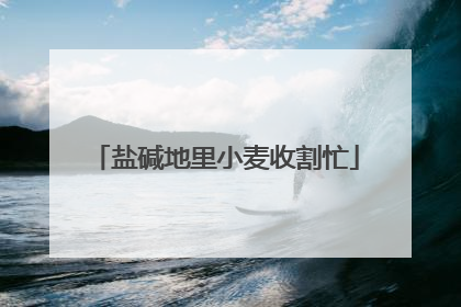盐碱地里小麦收割忙