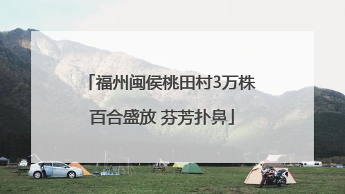 福州闽侯桃田村3万株百合盛放 芬芳扑鼻