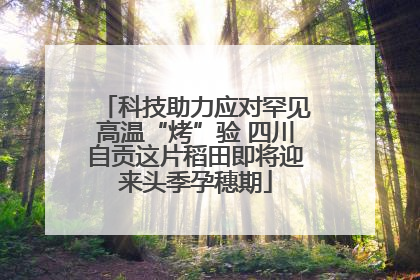 科技助力应对罕见高温“烤”验 四川自贡这片稻田即将迎来头季孕穗期