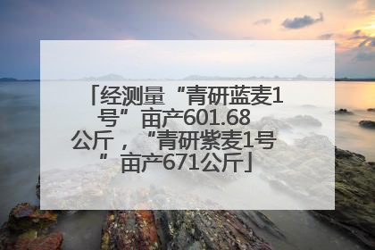 经测量“青研蓝麦1号”亩产601.68公斤，“青研紫麦1号”亩产671公斤