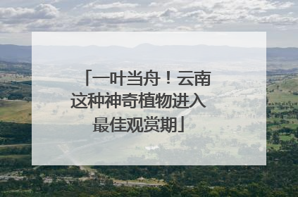 一叶当舟！云南这种神奇植物进入最佳观赏期