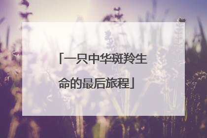 一只中华斑羚生命的最后旅程