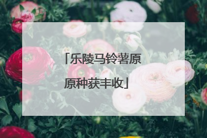 乐陵马铃薯原原种获丰收