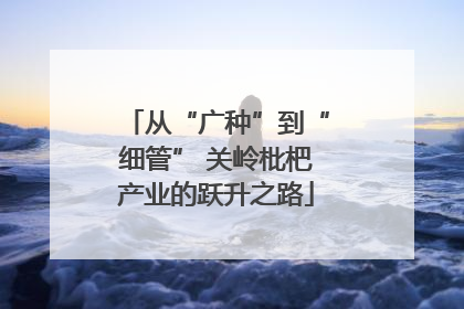 从“广种”到“细管” 关岭枇杷产业的跃升之路