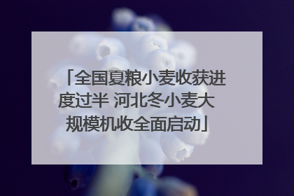 全国夏粮小麦收获进度过半 河北冬小麦大规模机收全面启动