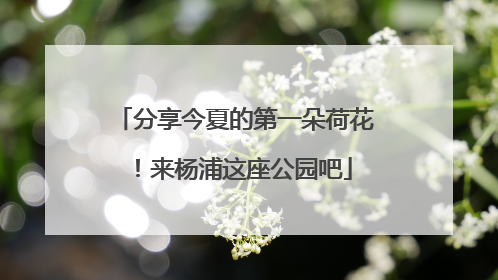 分享今夏的第一朵荷花！来杨浦这座公园吧