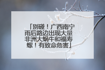 别碰！广西南宁雨后路边出现大量非洲大蜗牛和福寿螺！有致命危害