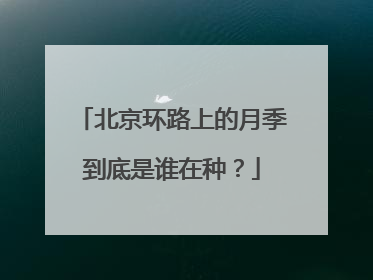 北京环路上的月季到底是谁在种？