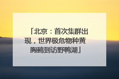 北京：首次集群出现，世界极危物种黄胸鹀到访野鸭湖
