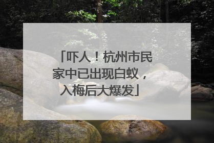 吓人！杭州市民家中已出现白蚁，入梅后大爆发