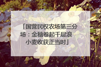 国营民权农场第三分场：金穗卷起千层浪 小麦收获正当时