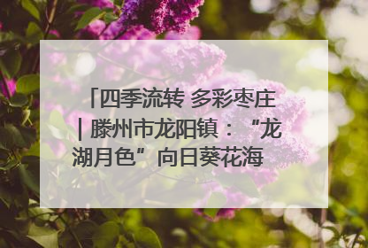 四季流转 多彩枣庄｜滕州市龙阳镇：“龙湖月色”向日葵花海 绘就乡村振兴新画卷