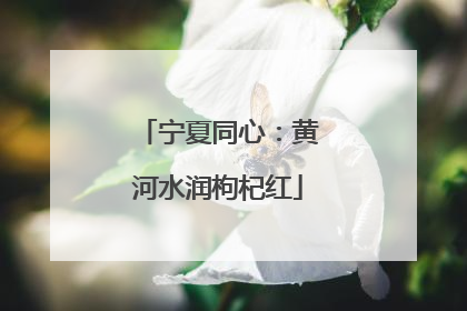 宁夏同心：黄河水润枸杞红