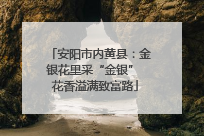 安阳市内黄县：金银花里采“金银” 花香溢满致富路