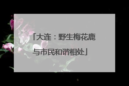 大连：野生梅花鹿与市民和谐相处