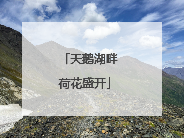 天鹅湖畔荷花盛开
