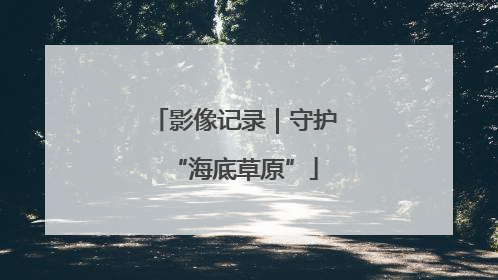 影像记录｜守护“海底草原”