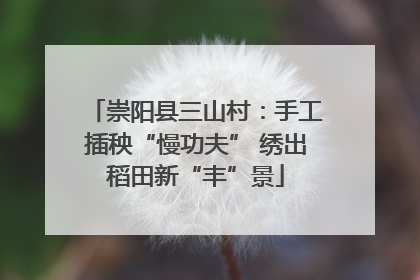崇阳县三山村：手工插秧“慢功夫” 绣出稻田新“丰”景
