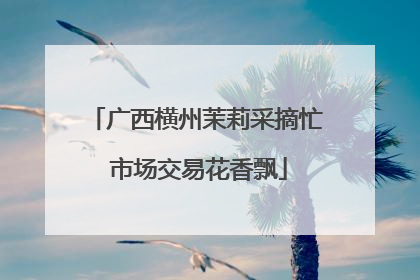 广西横州茉莉采摘忙 市场交易花香飘
