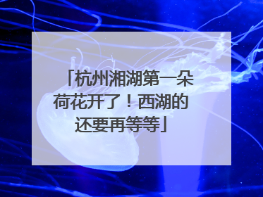 杭州湘湖第一朵荷花开了！西湖的还要再等等