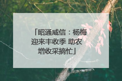 昭通威信：杨梅迎来丰收季 助农增收采摘忙