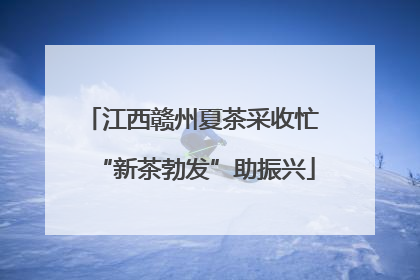 江西赣州夏茶采收忙 “新茶勃发”助振兴