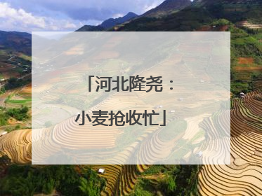 河北隆尧：小麦抢收忙