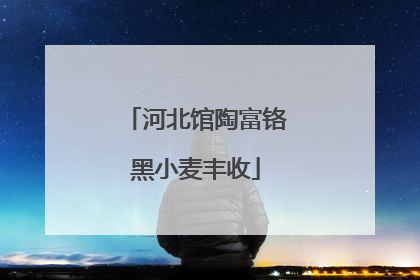 河北馆陶富铬黑小麦丰收