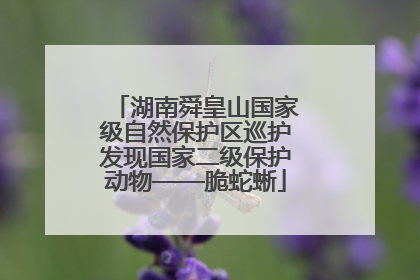 湖南舜皇山国家级自然保护区巡护发现国家二级保护动物——脆蛇蜥