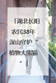 湖北长阳农民38年深山守护“植物大熊猫”