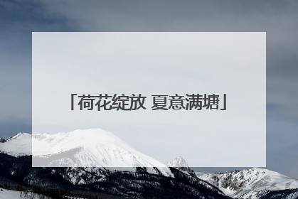 荷花绽放 夏意满塘