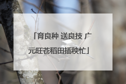 育良种 送良技 广元旺苍稻田插秧忙