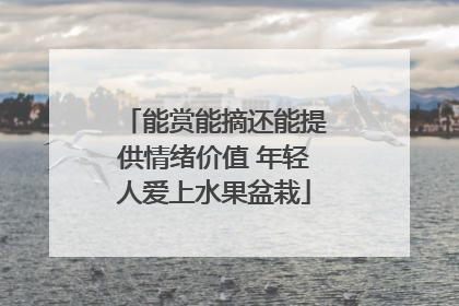 能赏能摘还能提供情绪价值 年轻人爱上水果盆栽