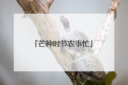 芒种时节农事忙