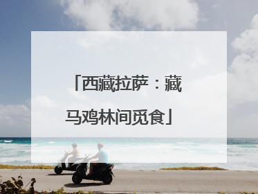 西藏拉萨：藏马鸡林间觅食