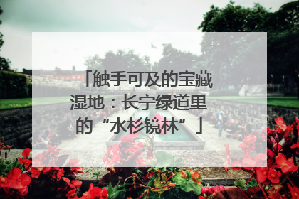 触手可及的宝藏湿地：长宁绿道里的“水杉镜林”