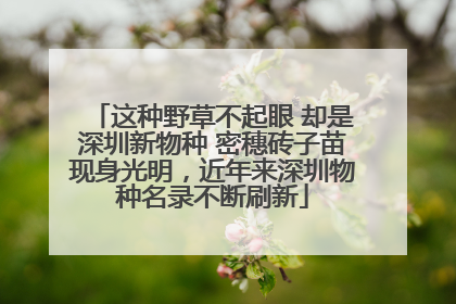 这种野草不起眼 却是深圳新物种 密穗砖子苗现身光明，近年来深圳物种名录不断刷新