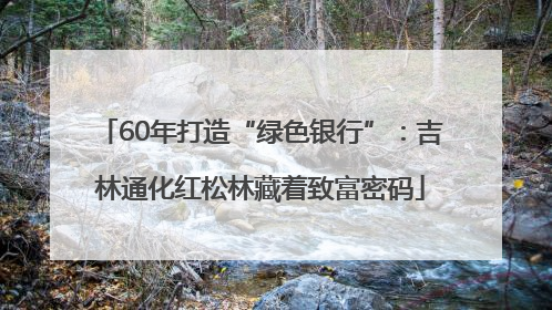 60年打造“绿色银行”：吉林通化红松林藏着致富密码